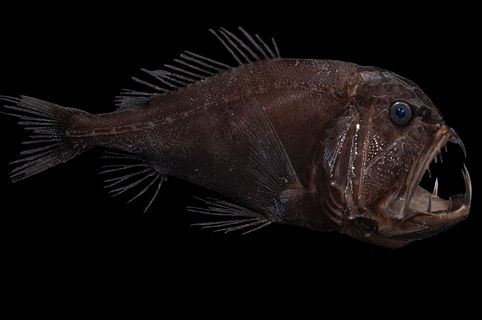 The Fangtooth fish lives in the ocean's Twilight Zone and is the stuff of nightmares. It's also saving all of our lives by helping to keep the planet's carbon in check. Thanks, Fangtooth fish!<br>